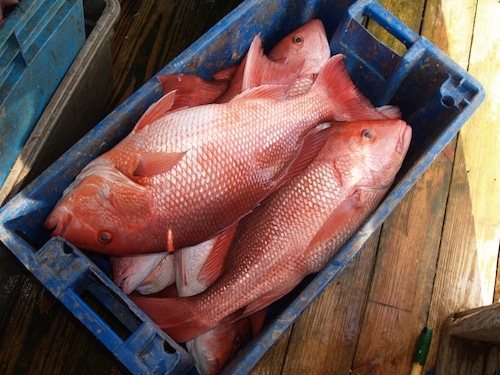 American Red Snapper