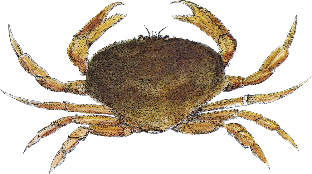 Crab Meat, Coastal Blend