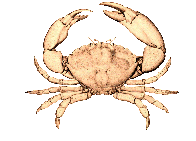 Crab, Florida Stone Claws