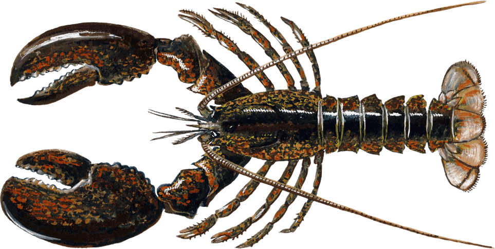 Lobster, Atlantic