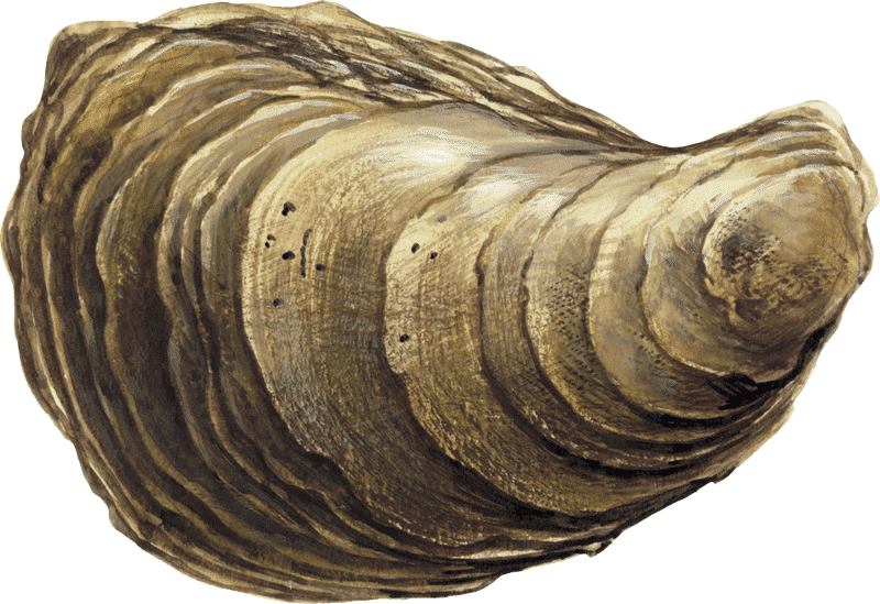 Coromandel Oysters