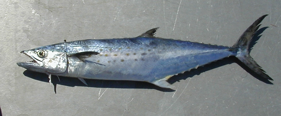 Mackerel (Farmed), Spanish 