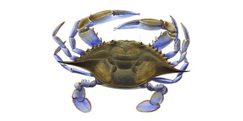 Crabs, Blue