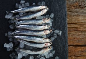 Anchovies fresh fishes on ice in a row