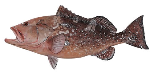 Grouper, Red