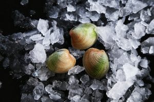 New Zealand Cockles