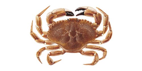 Crab, Jonah