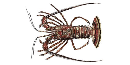 Lobster, Live California Spiny