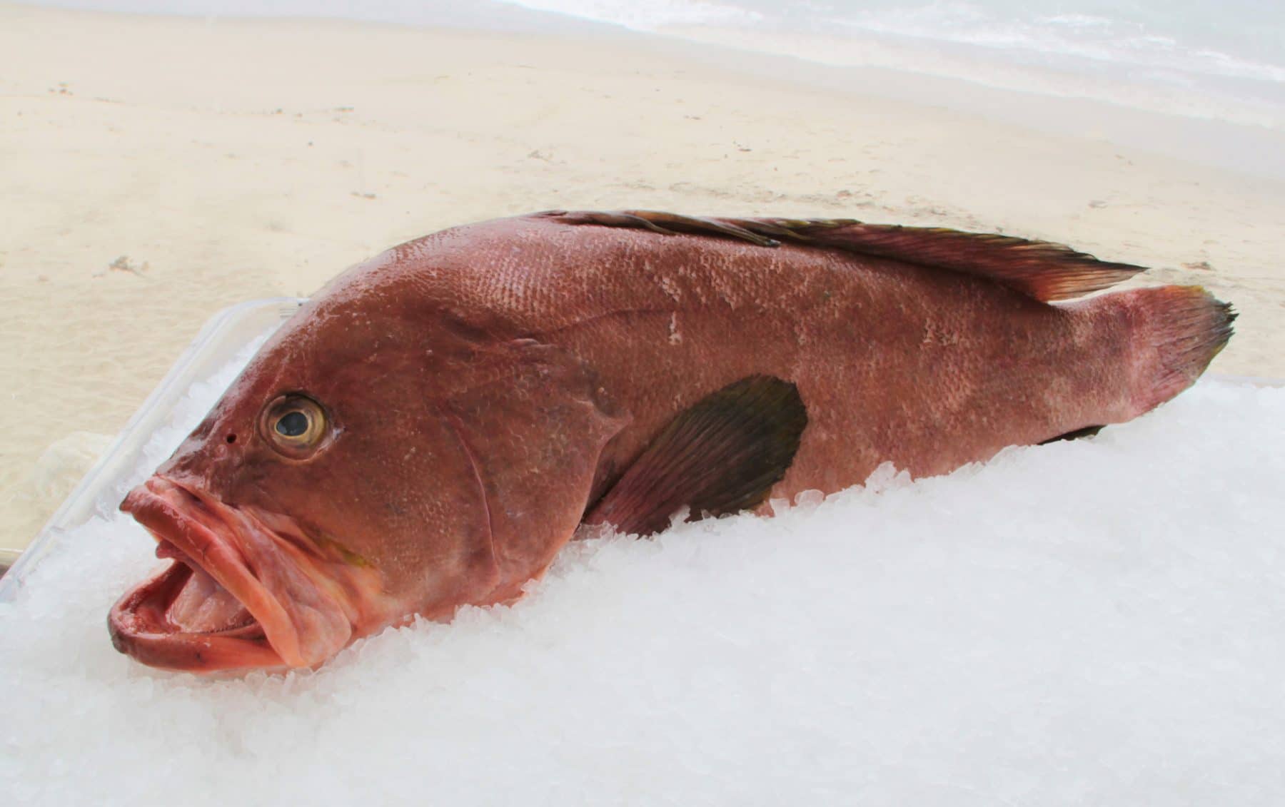 red grouper