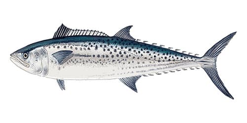 Mackerel (Farmed), Spanish