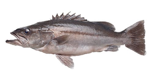 New Zealand Sea Bass (Hapuka)