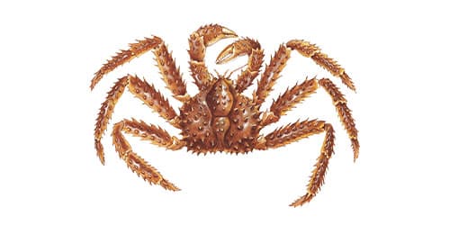 Crab, Red King