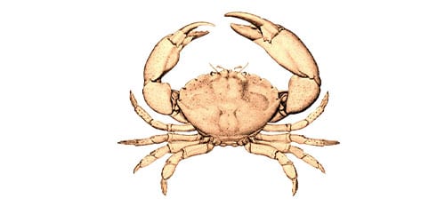 Crab, Florida Stone Claws